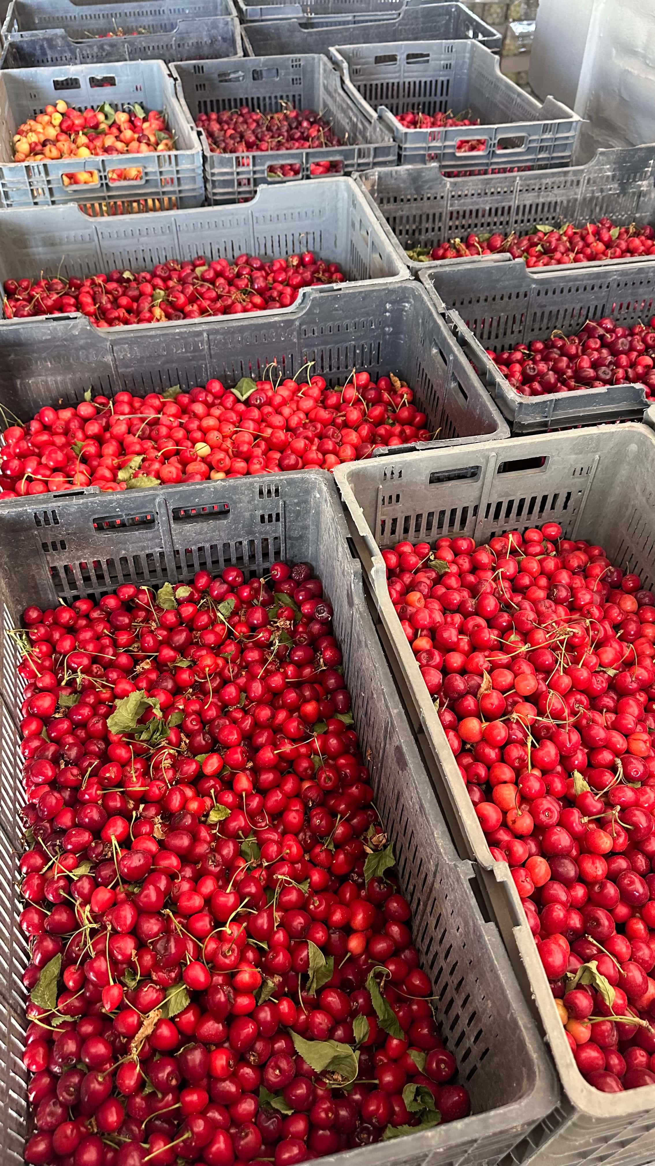 Cosecha de frutas de estación en Mendoza para confituras Meridiano